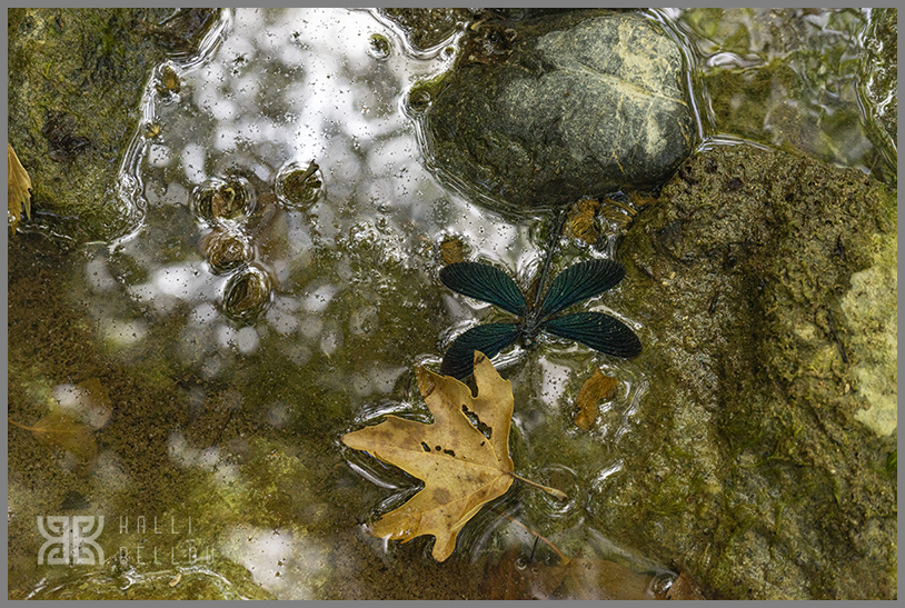 � Kalli Bellou / www.kallibellou.com